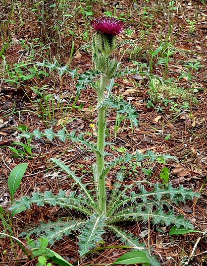 {Cirsium horridulum}